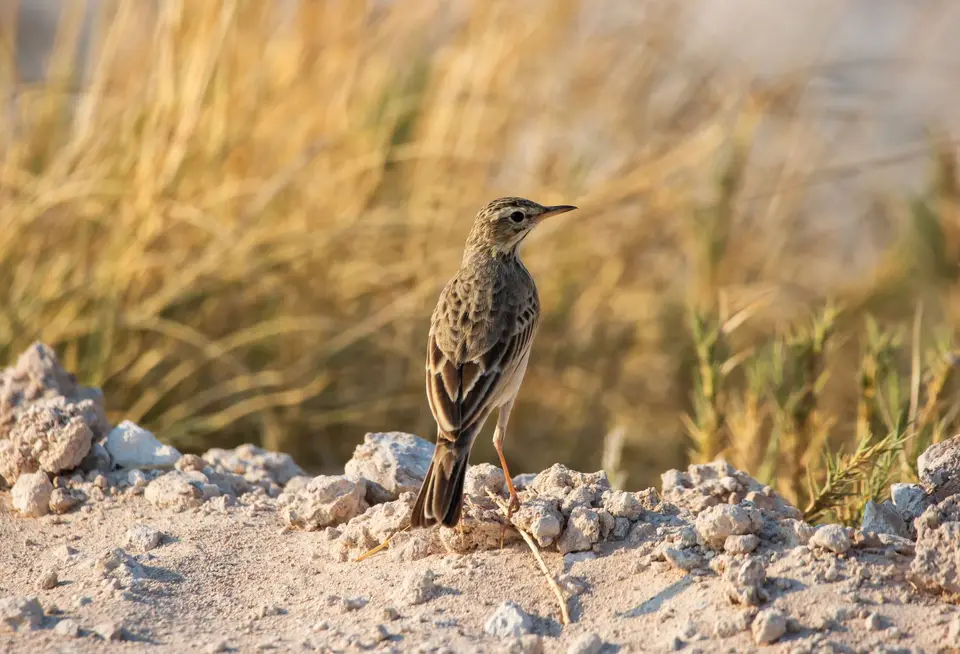 Namibia_Etosha_809.jpg