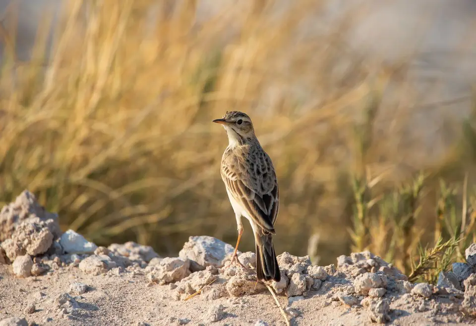 Namibia_Etosha_810.jpg