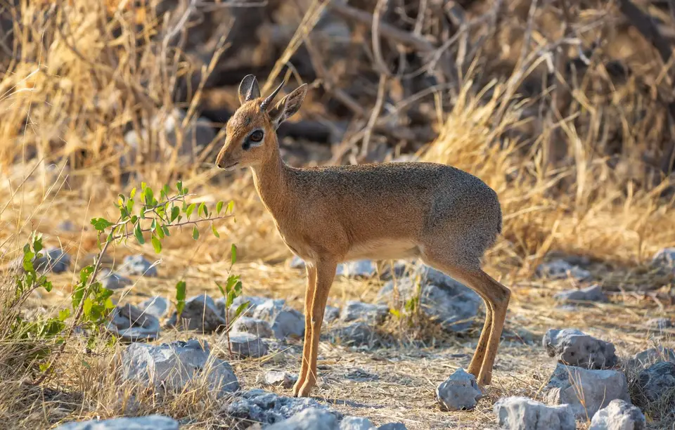 Namibia_Etosha_811.jpg