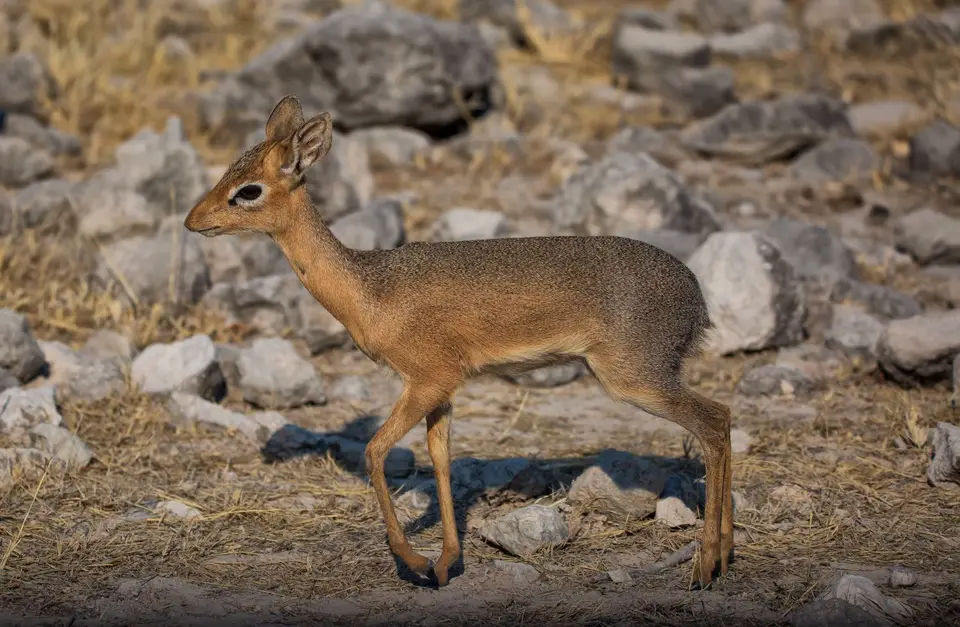 Namibia_Etosha_812.jpg