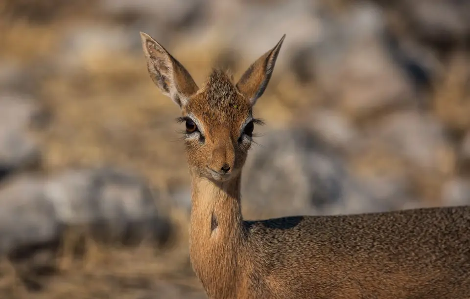 Namibia_Etosha_813.jpg