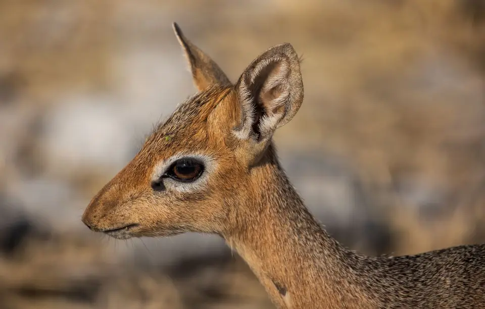 Namibia_Etosha_815.jpg