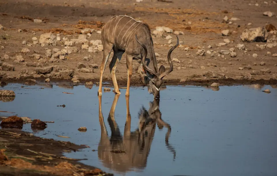 Namibia_Etosha_816.jpg