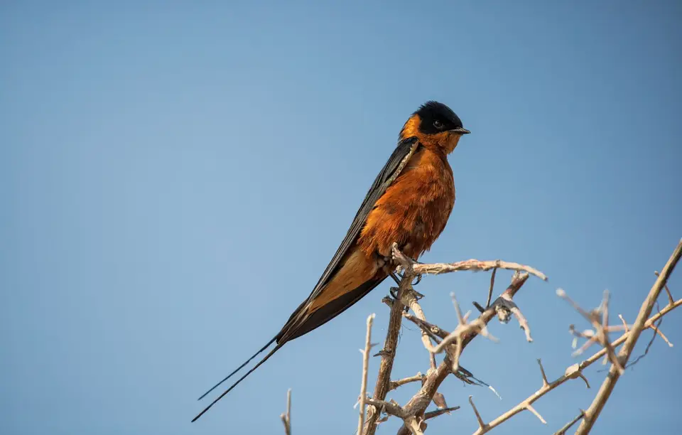 Namibia_Etosha_818.jpg