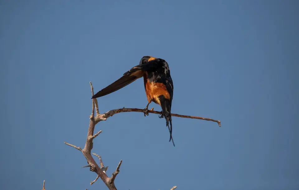 Namibia_Etosha_819.jpg