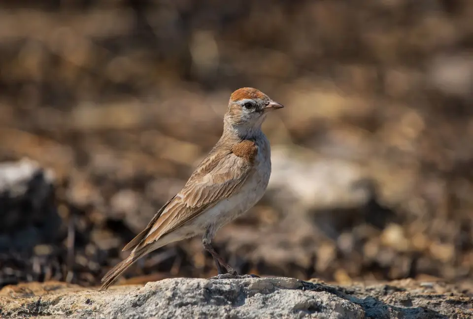 Namibia_Etosha_824.jpg