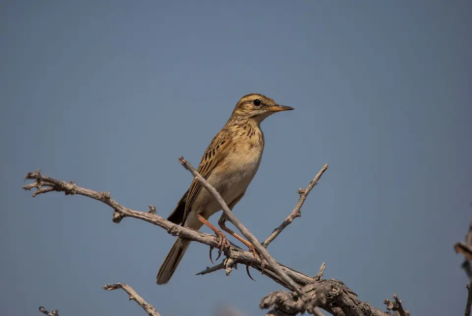 Namibia_Etosha_827.jpg