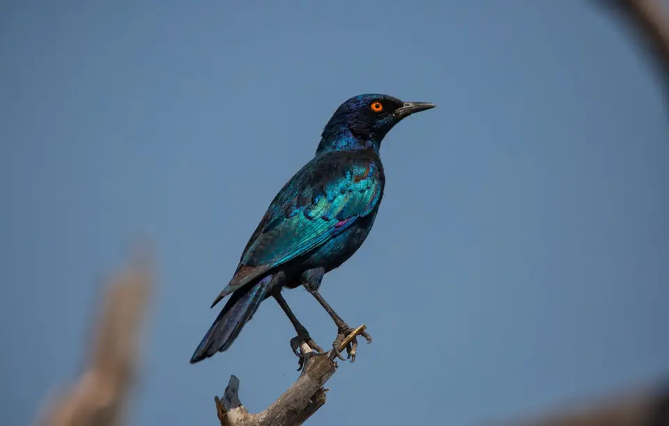 Namibia_Etosha_828.jpg