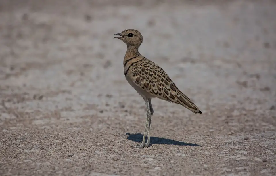 Namibia_Etosha_833.jpg