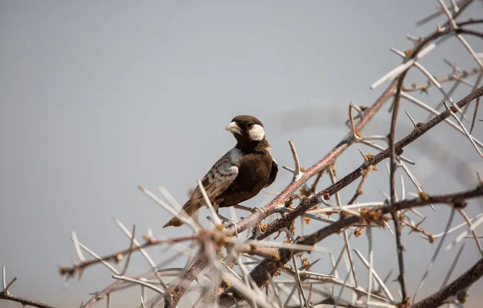 Namibia_Etosha_834.jpg