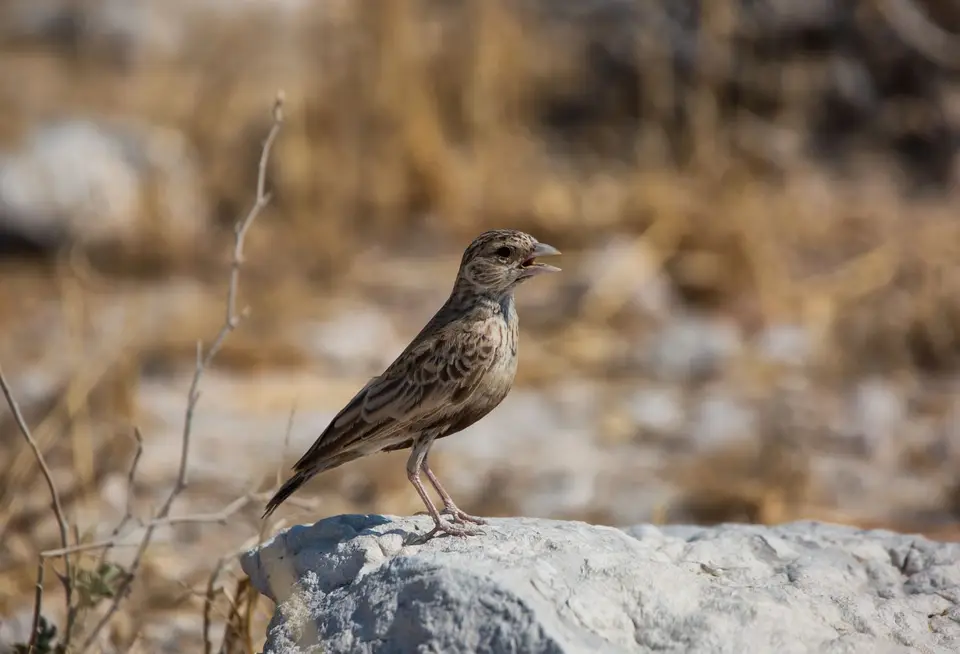 Namibia_Etosha_835.jpg