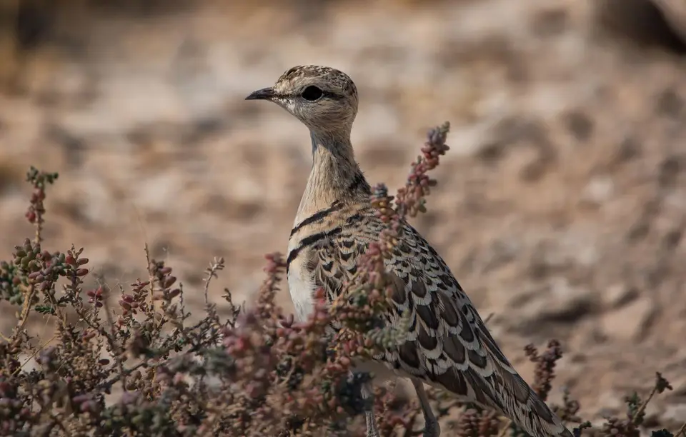 Namibia_Etosha_836.jpg