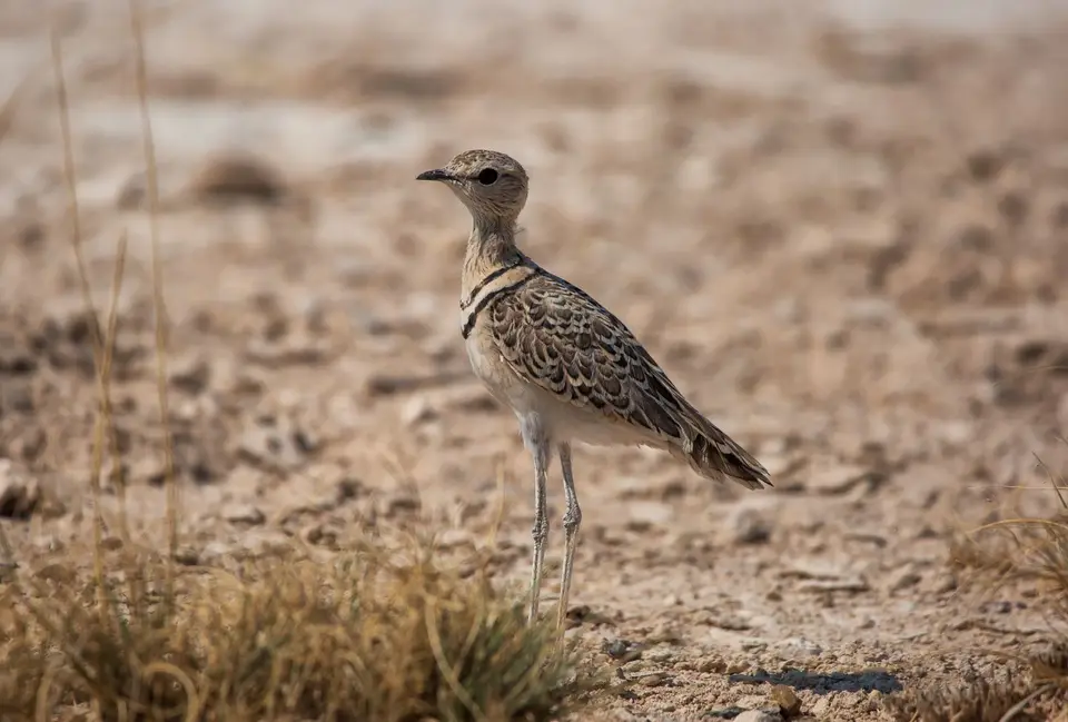 Namibia_Etosha_837.jpg