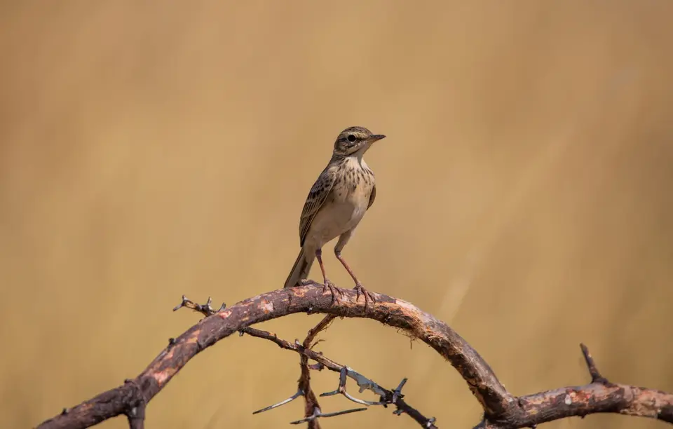 Namibia_Etosha_838.jpg