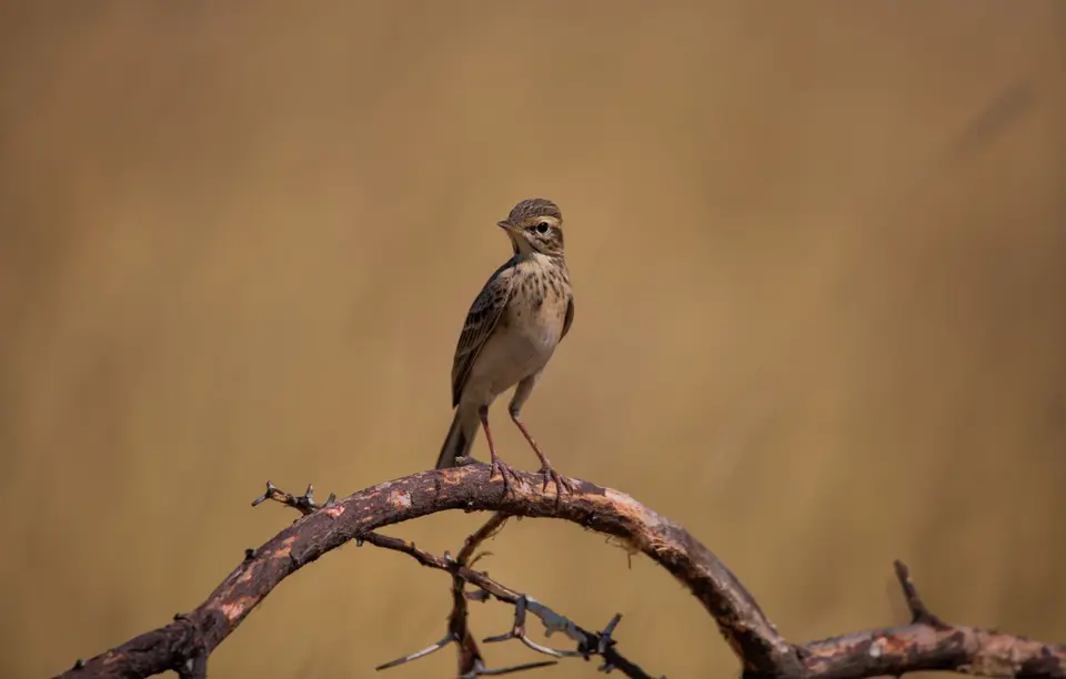 Namibia_Etosha_839.jpg