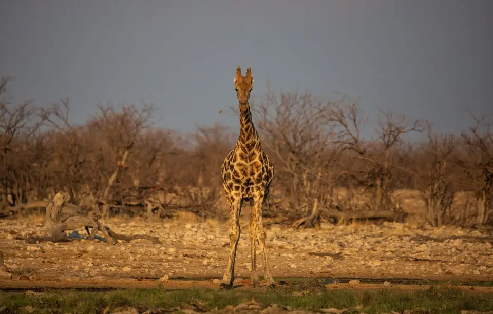 Namibia_Etosha_855.jpg
