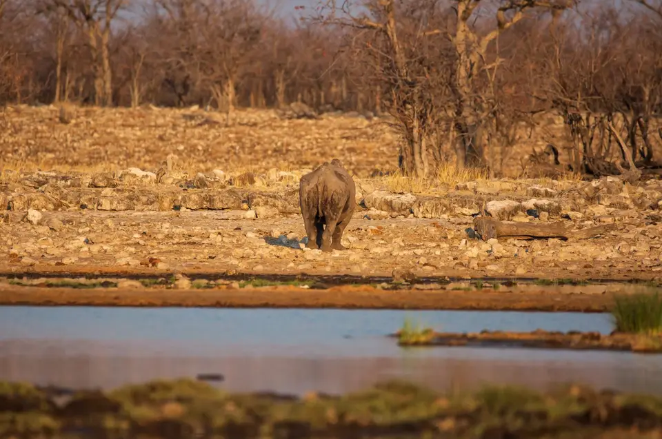 Namibia_Etosha_856.jpg