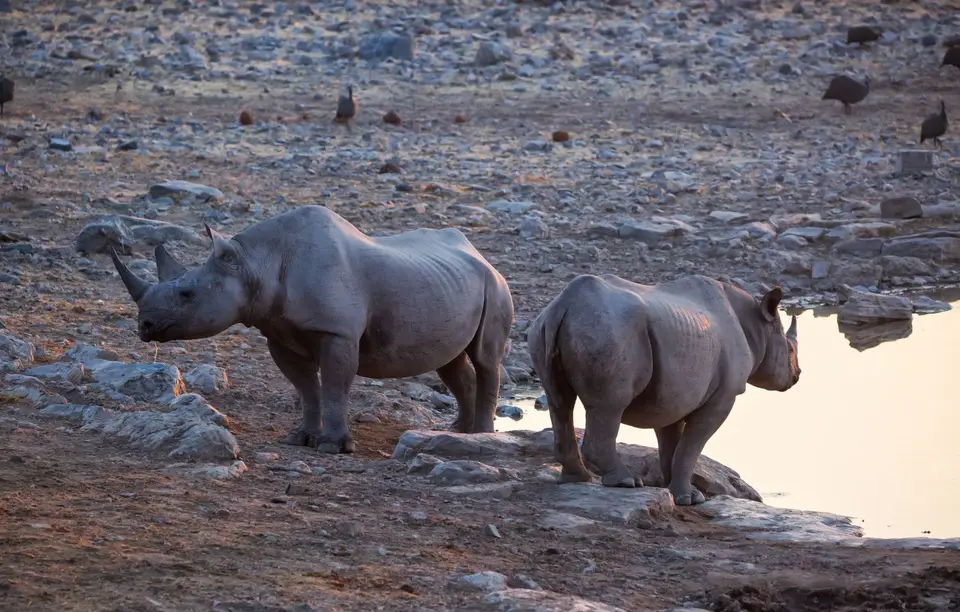 Namibia_Etosha_857.jpg