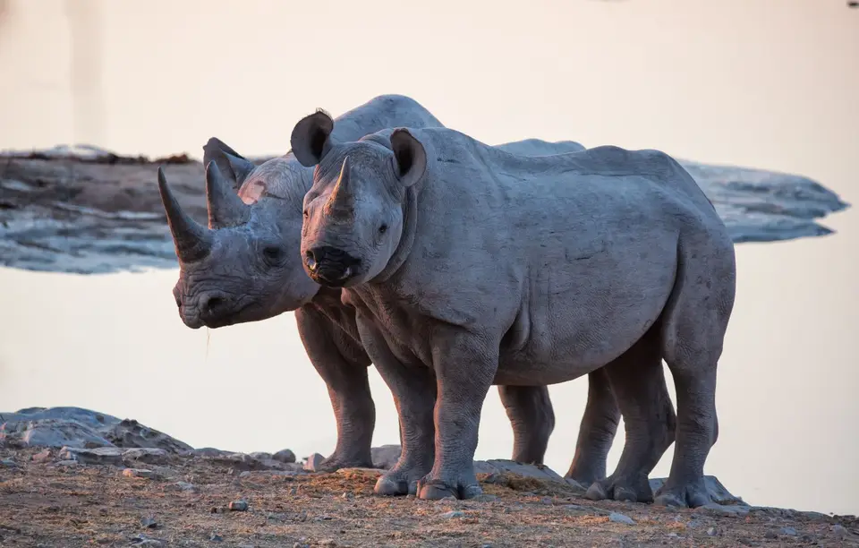 Namibia_Etosha_861.jpg