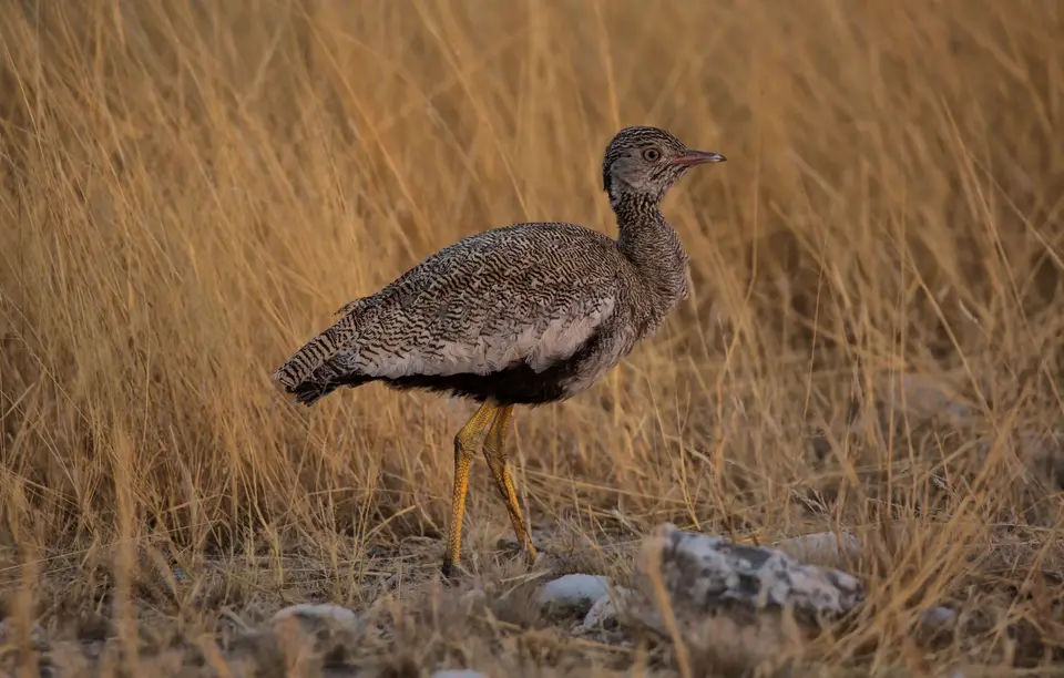 Namibia_Etosha_867.jpg