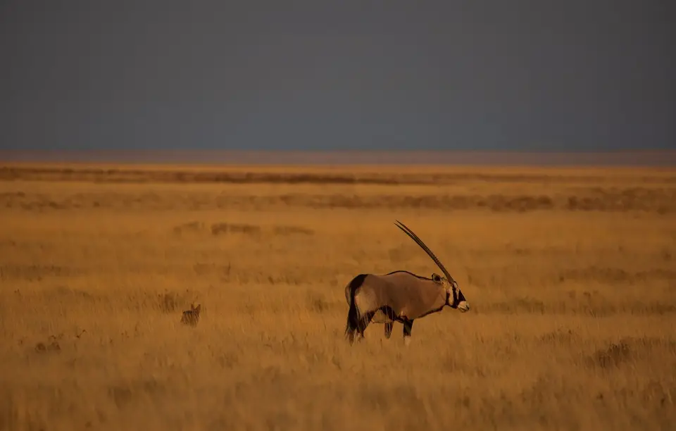 Namibia_Etosha_869.jpg
