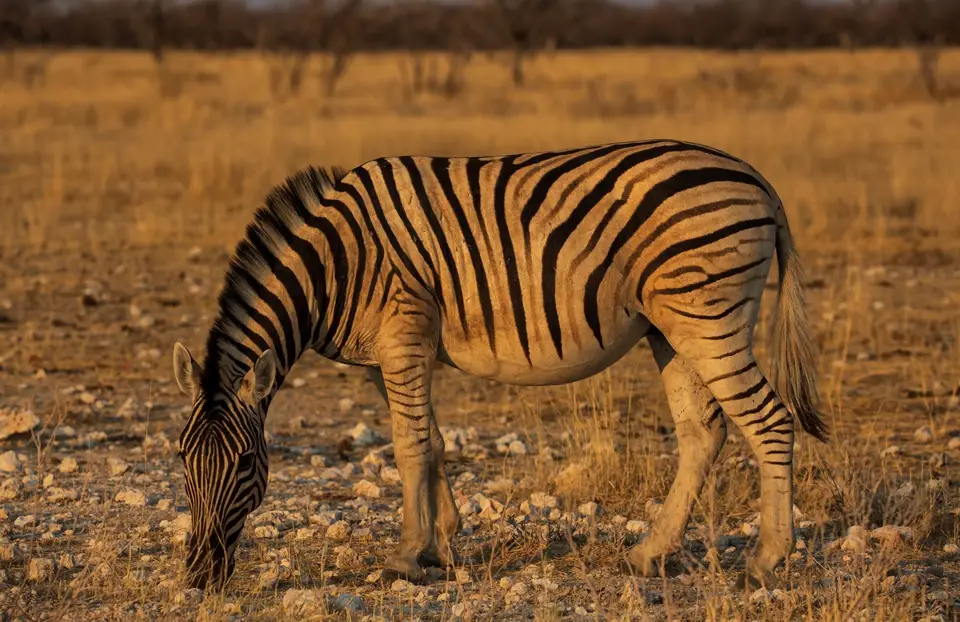 Namibia_Etosha_870.jpg