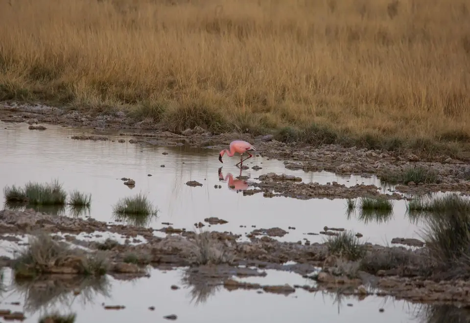 Namibia_Etosha_871.jpg