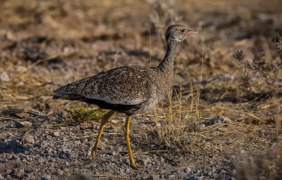 Namibia_Etosha_876.jpg