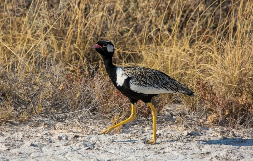 Namibia_Etosha_878.jpg