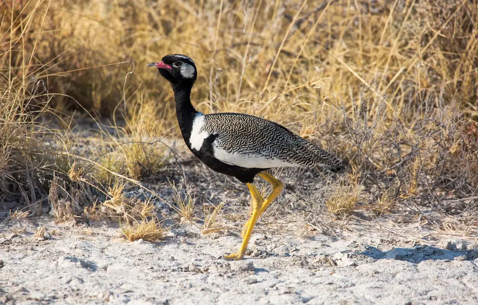 Namibia_Etosha_879.jpg