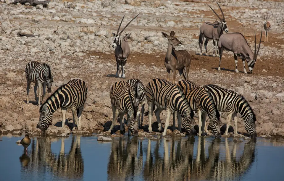 Namibia_Etosha_882.jpg