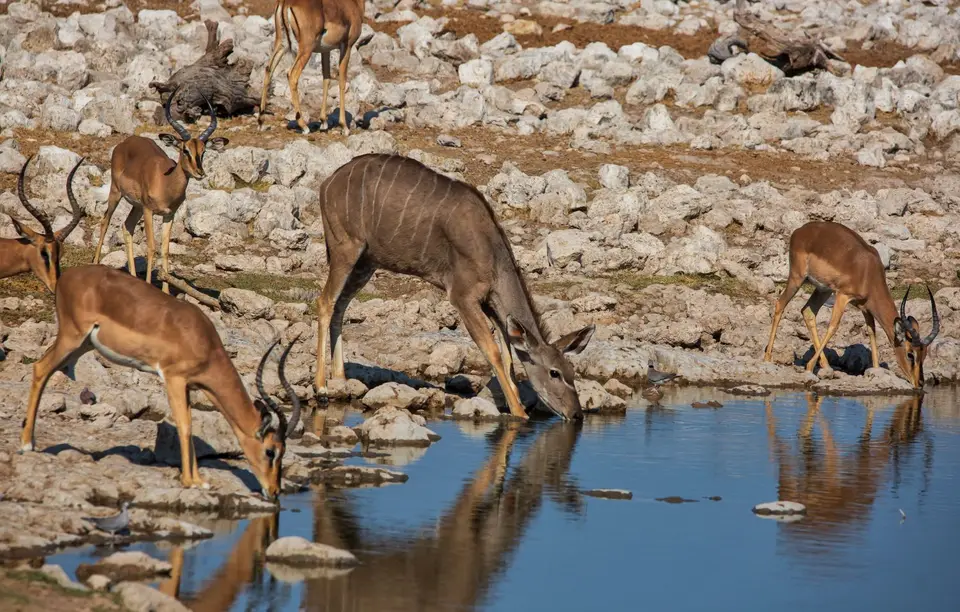 Namibia_Etosha_884.jpg