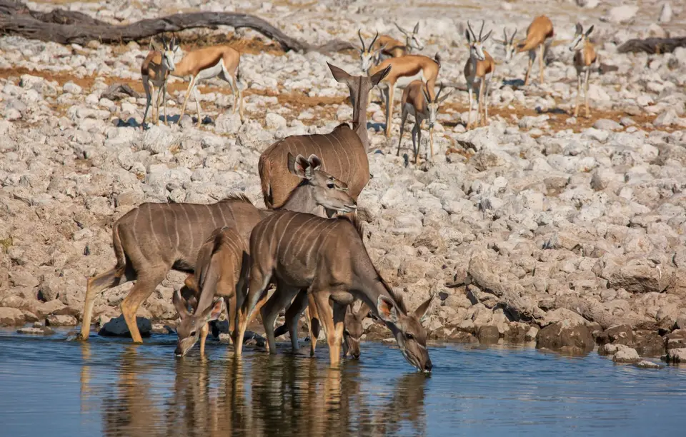 Namibia_Etosha_885.jpg