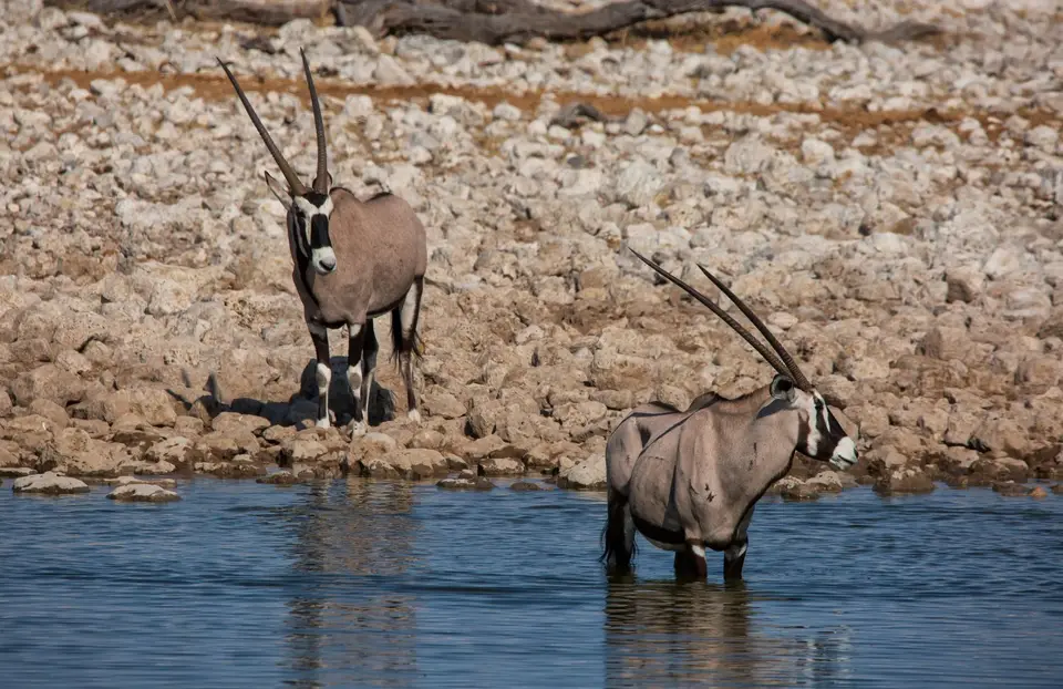 Namibia_Etosha_886.jpg