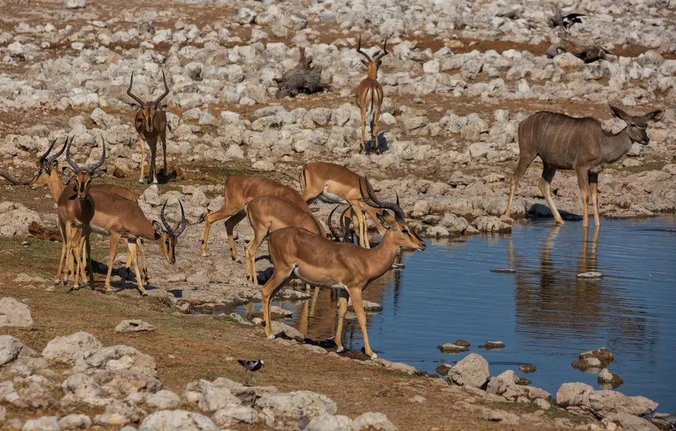 Namibia_Etosha_887.jpg