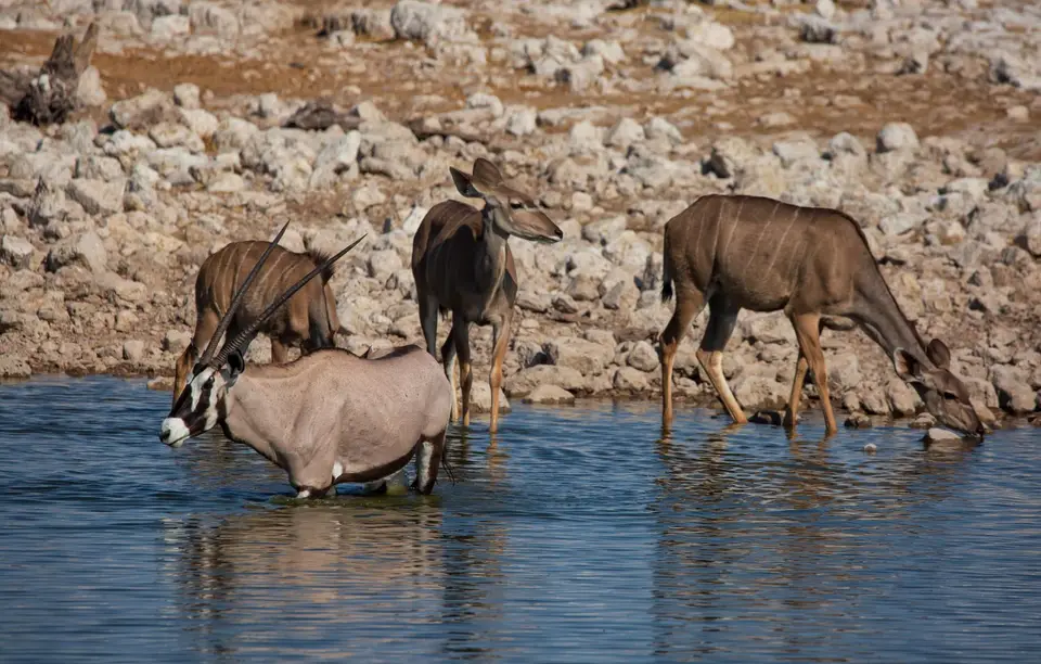 Namibia_Etosha_888.jpg