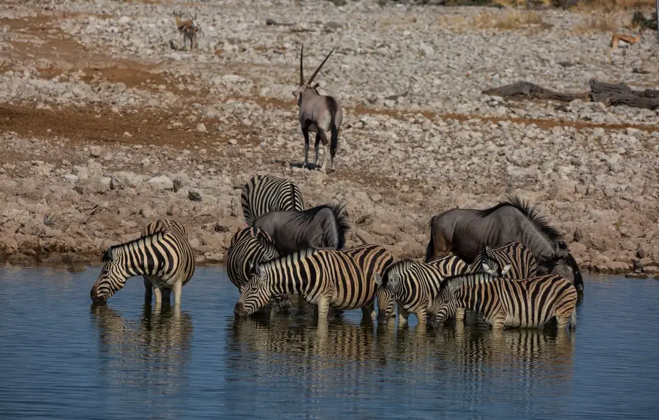 Namibia_Etosha_889.jpg