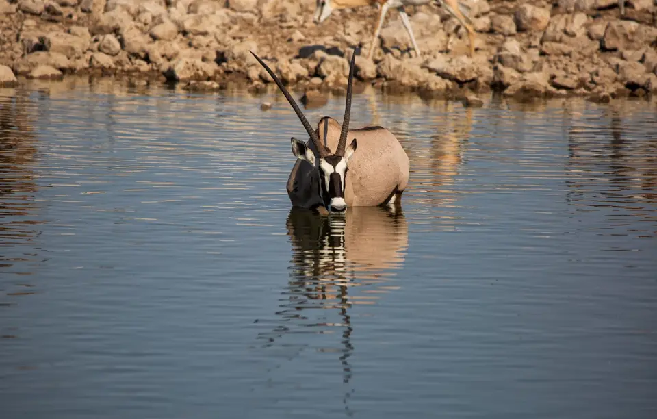 Namibia_Etosha_890.jpg