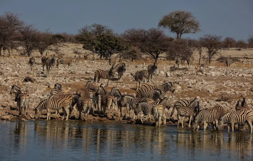 Namibia_Etosha_891.jpg