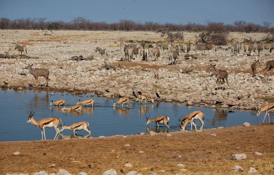 Namibia_Etosha_892.jpg