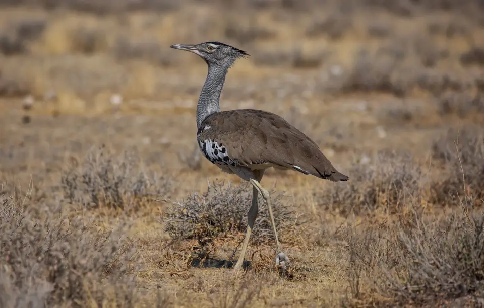Namibia_Etosha_893.jpg