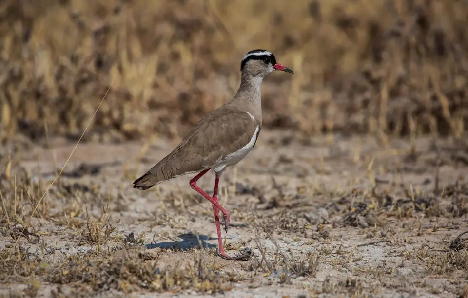 Namibia_Etosha_898.jpg