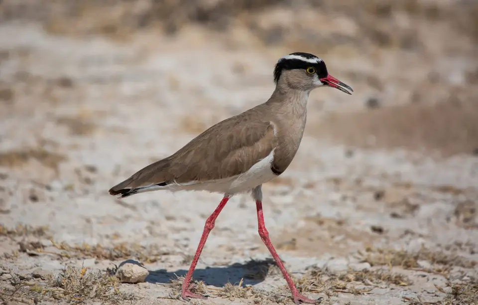 Namibia_Etosha_899.jpg