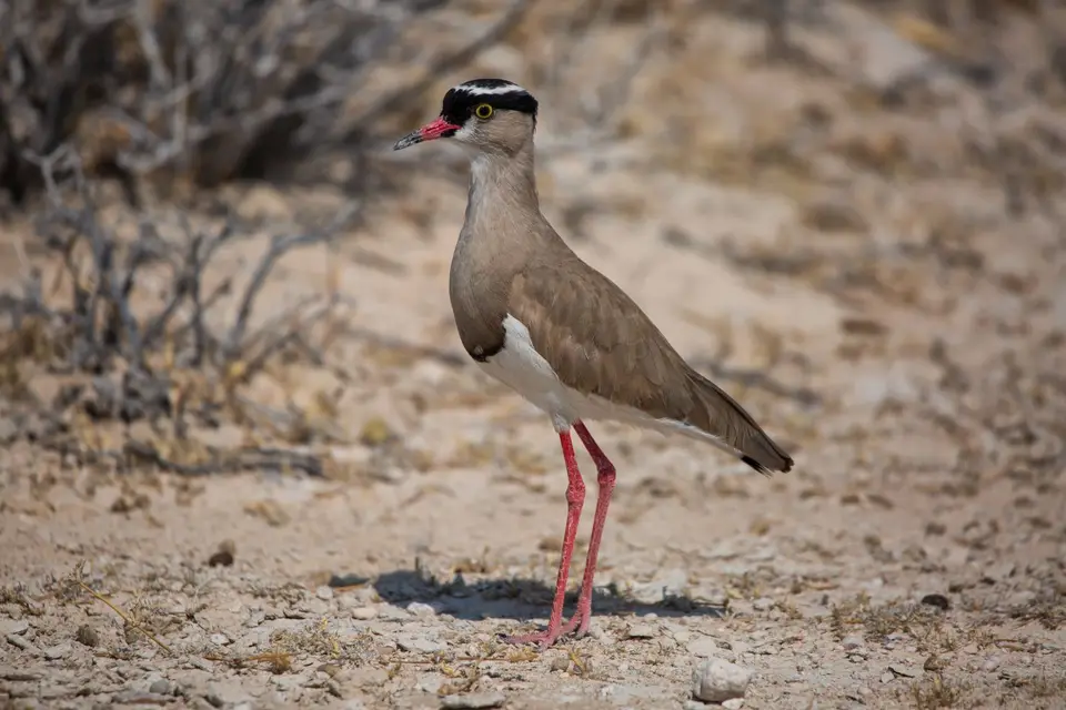 Namibia_Etosha_901.jpg
