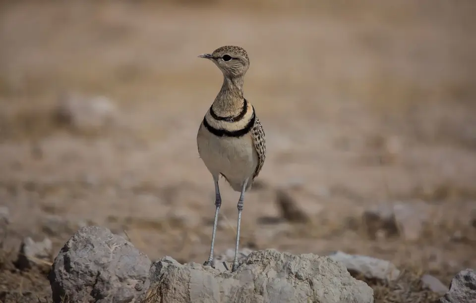 Namibia_Etosha_903.jpg