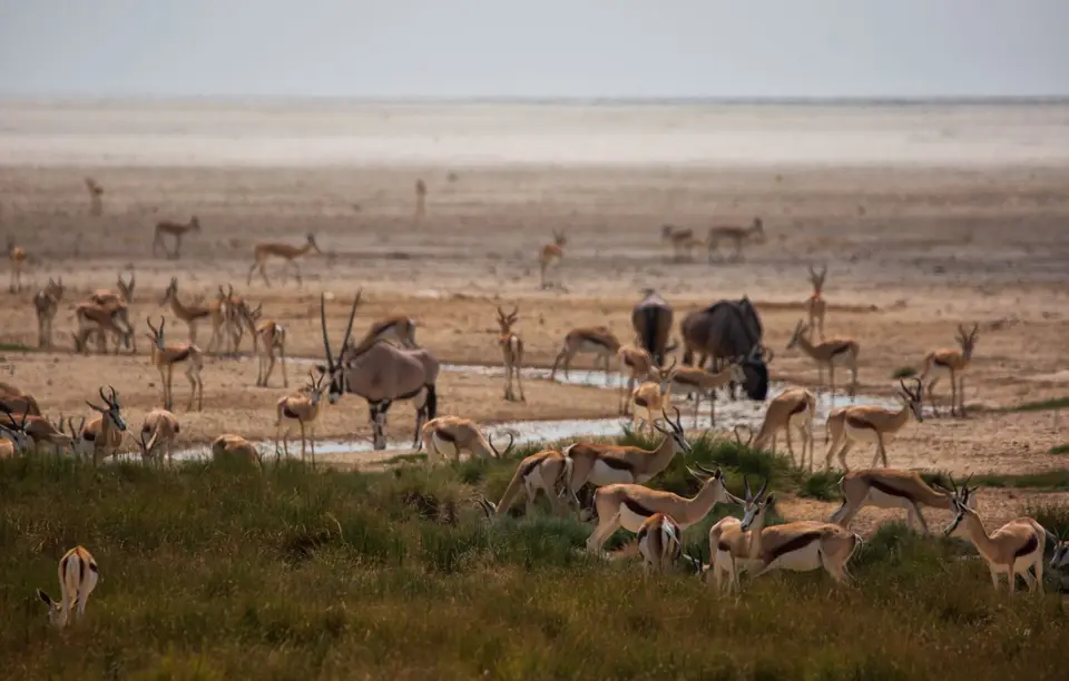 Namibia_Etosha_906.jpg