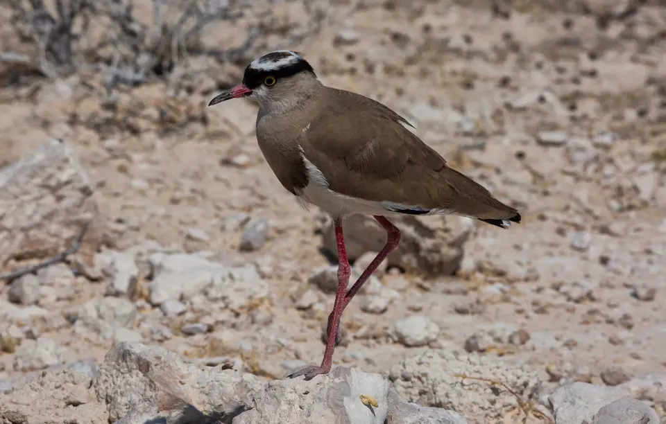 Namibia_Etosha_909.jpg