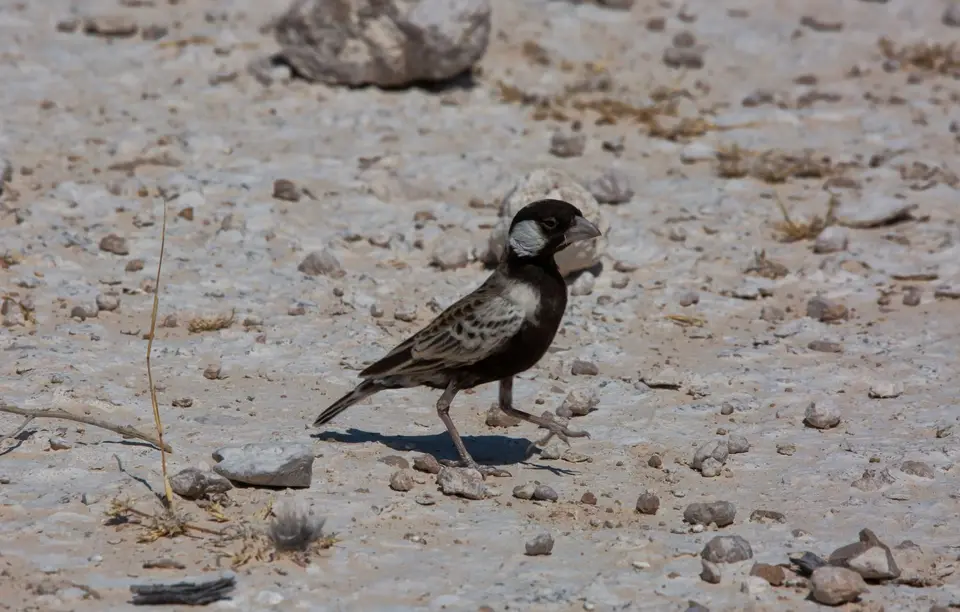 Namibia_Etosha_910.jpg