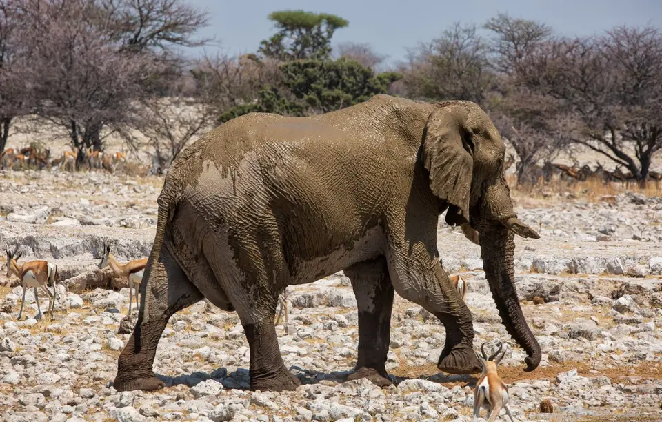Namibia_Etosha_913.jpg