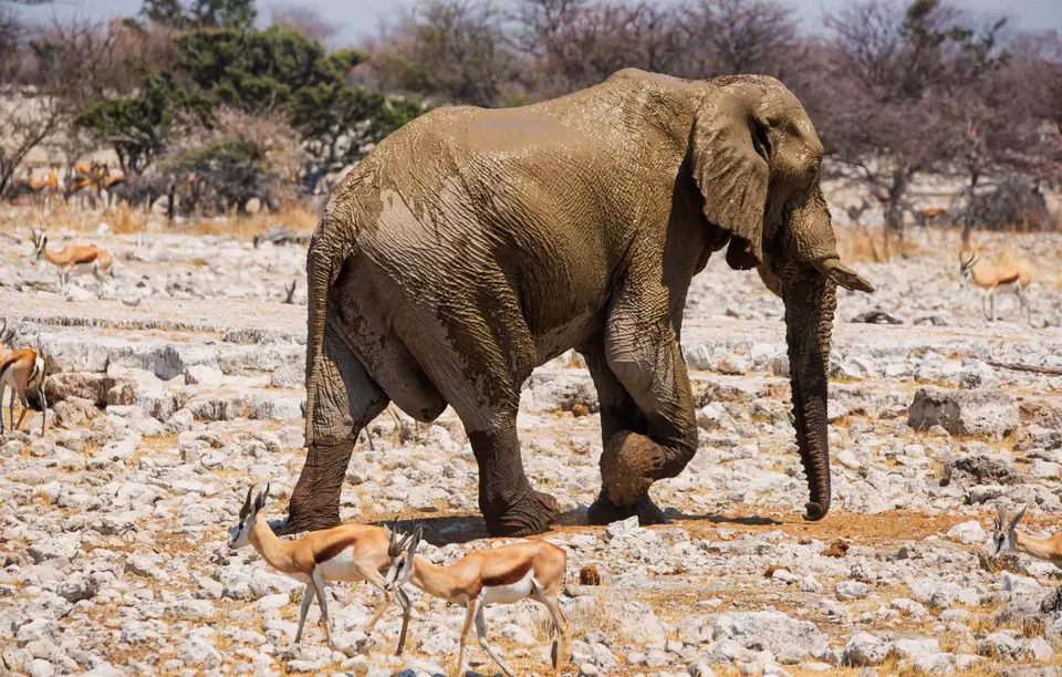 Namibia_Etosha_914.jpg